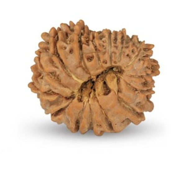 14 Mukhi Rudraksha 18 mm