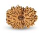 14 Mukhi Rudraksha 27 mm