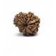 11 Mukhi Gauri Shankar Rudraksha