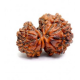 11 Mukhi Gauri Shankar Rudraksha