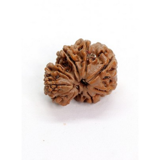 9 Mukhi Gauri Shankar Rudraksha