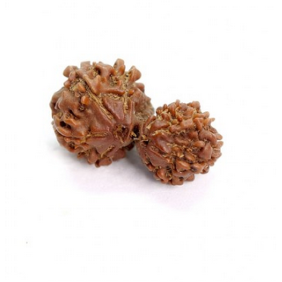 9 Mukhi Gauri Shankar Rudraksha