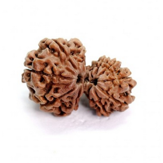 11 Mukhi Gauri Shankar Rudraksha