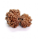 11 Mukhi Gauri Shankar Rudraksha