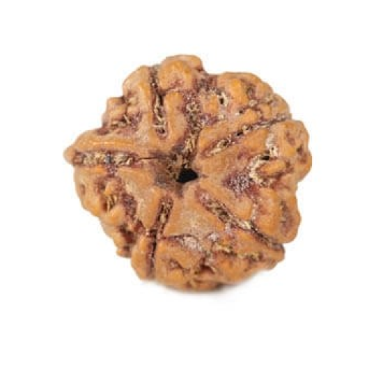 Natural Ganesha Rudraksha 