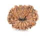 Natural Nepali 12 Mukhi Rudraksha