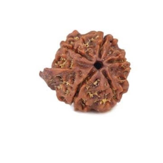 Natural Ganesha Rudraksha