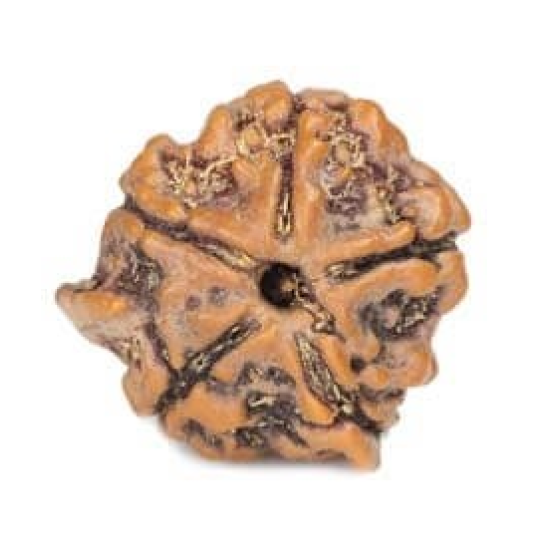 Natural Ganesha Rudraksha 