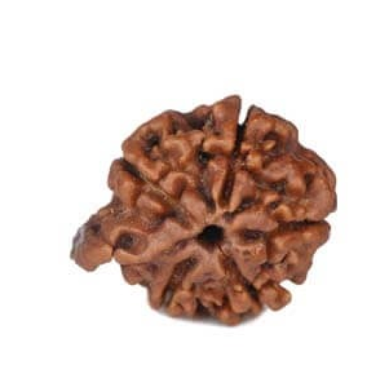 Natural Ganesha Rudraksha