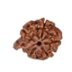 Natural Ganesha Rudraksha