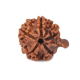 Natural Ganesha Rudraksha