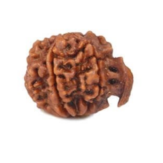 Natural Ganesha Rudraksha