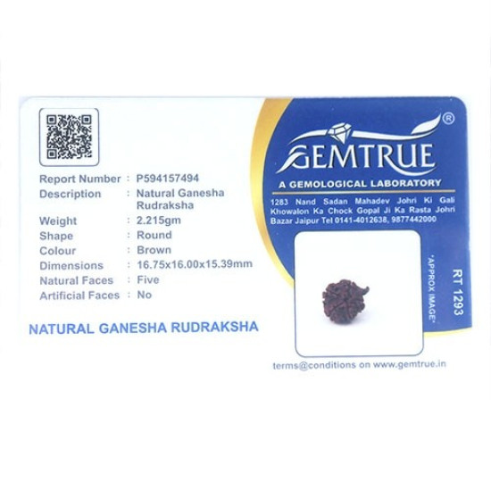 Natural Ganesha Rudraksha