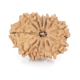 Natural Nepali 12 Mukhi Rudraksha